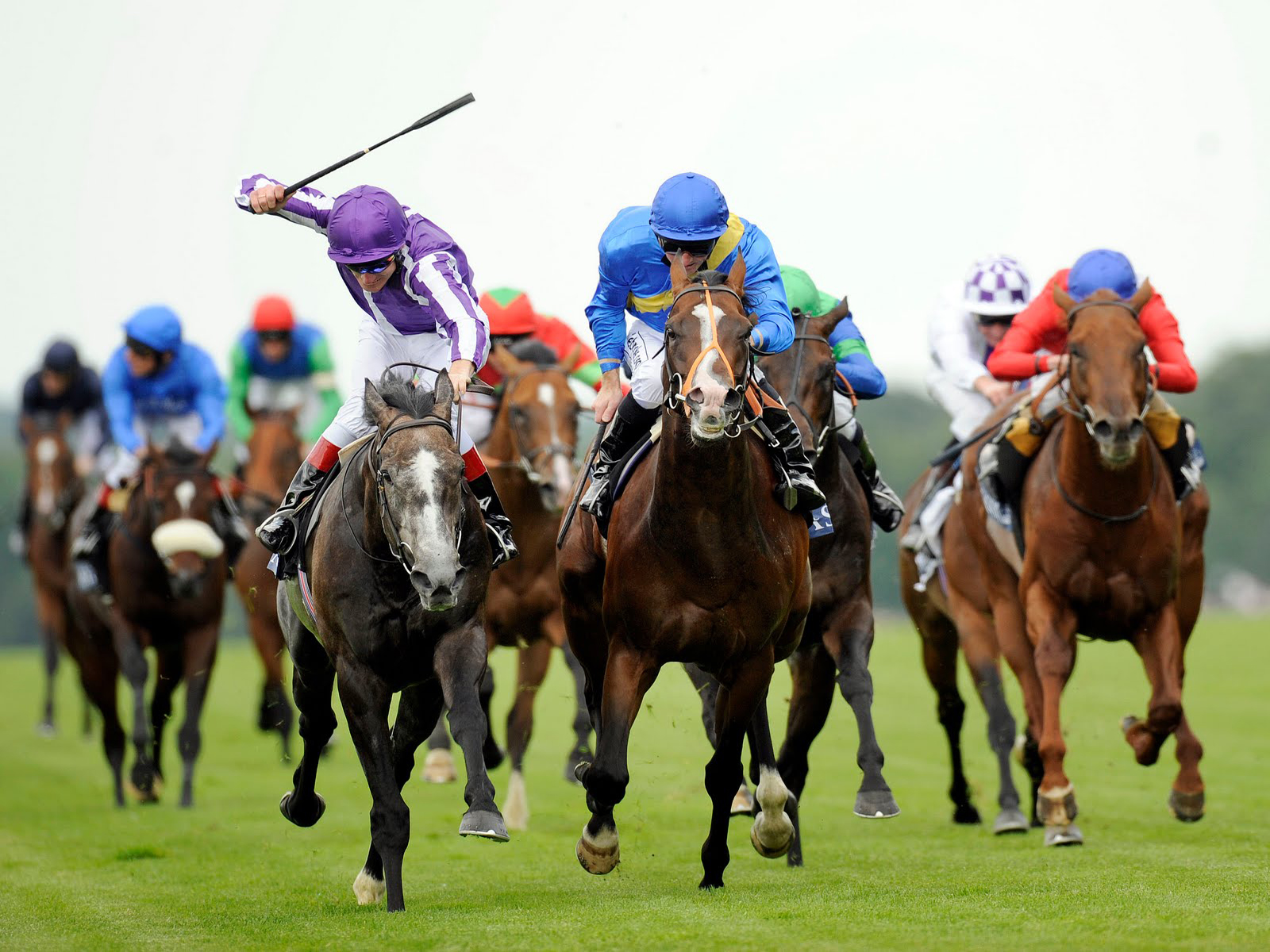 horse raceing horse raceing